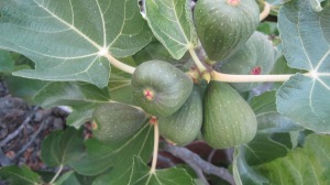 Garden figs 022